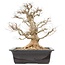 Carpinus coreana, 58 cm, ± 25 jaar oud