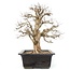 Carpinus coreana, 58 cm, ± 25 Jahre alt