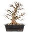 Carpinus coreana, 58 cm, ± 25 jaar oud