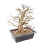 Carpinus coreana, 58 cm, ± 25 anni