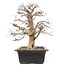 Carpinus coreana, 58 cm, ± 25 anni