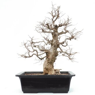 Carpinus coreana, 65 cm, ± 25 anni