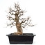 Carpinus coreana, 65 cm, ± 25 anni