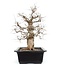 Carpinus coreana, 65 cm, ± 25 anni