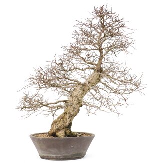 Carpinus coreana Yamadori, 60 cm, ± 50 anni