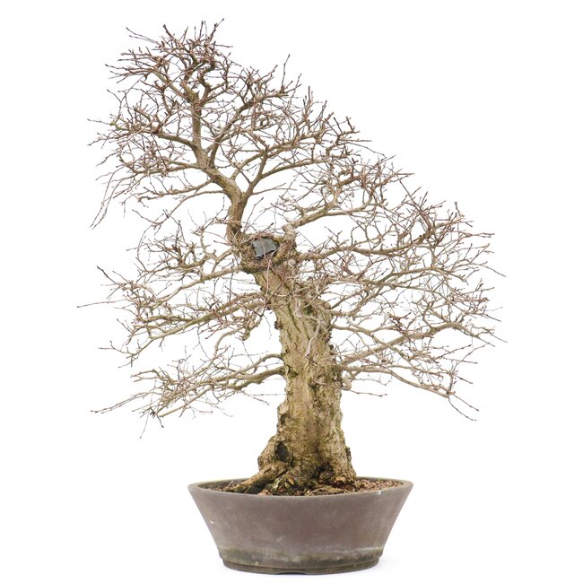 Carpinus coreana Yamadori, 60 cm, ± 50 años