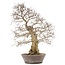 Carpinus coreana Yamadori, 60 cm, ± 50 jaar oud