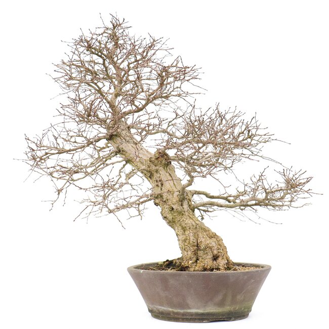 Carpinus coreana Yamadori, 60 cm, ± 50 ans