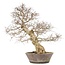 Carpinus coreana Yamadori, 60 cm, ± 50 jaar oud