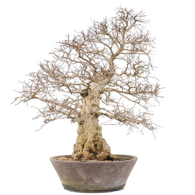 Carpinus coreana Yamadori, 60 cm, ± 50 years old