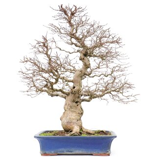 Carpinus coreana Yamadori, 60 cm, ± 40 años