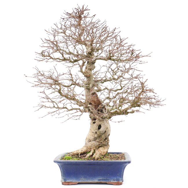 Carpinus coreana Yamadori, 60 cm, ± 40 years old