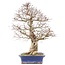 Carpinus coreana Yamadori, 60 cm, ± 40 jaar oud