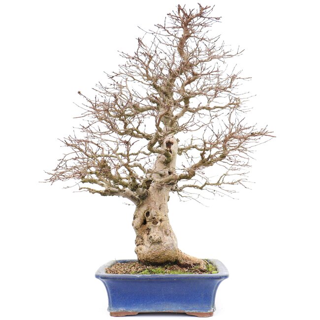 Carpinus coreana Yamadori, 60 cm, ± 40 jaar oud