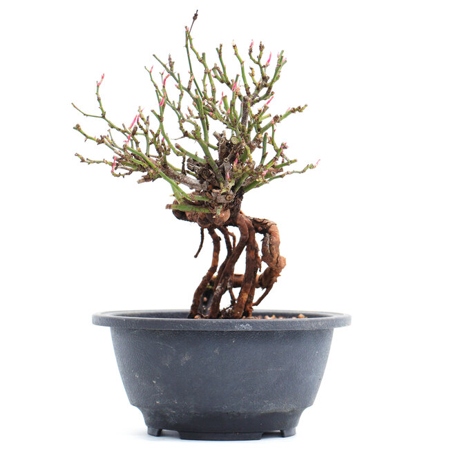 Rosa multiflora, 17 cm, ± 10 ans