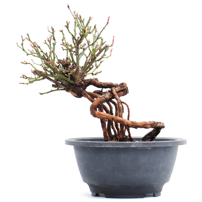 Rosa multiflora, 17 cm, ± 10 anni