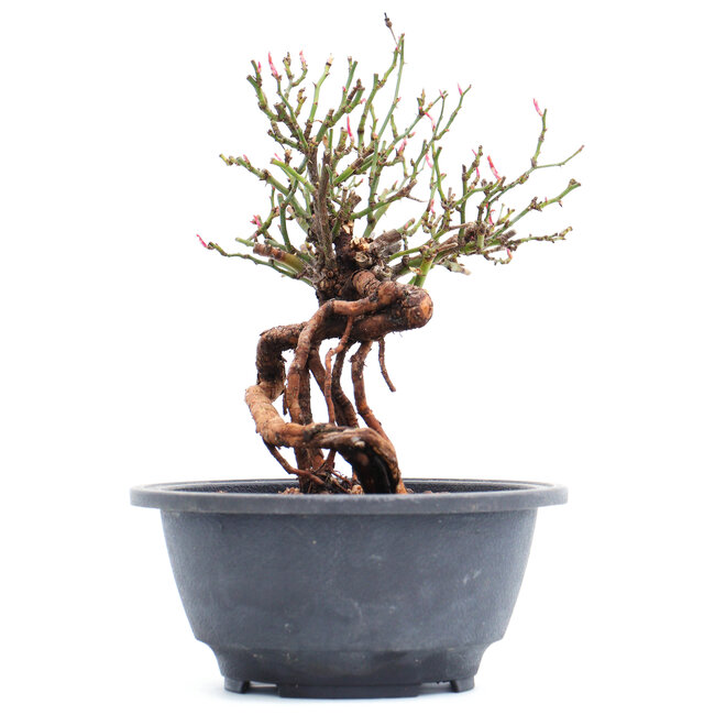 Rosa multiflora, 17 cm, ± 10 jaar oud