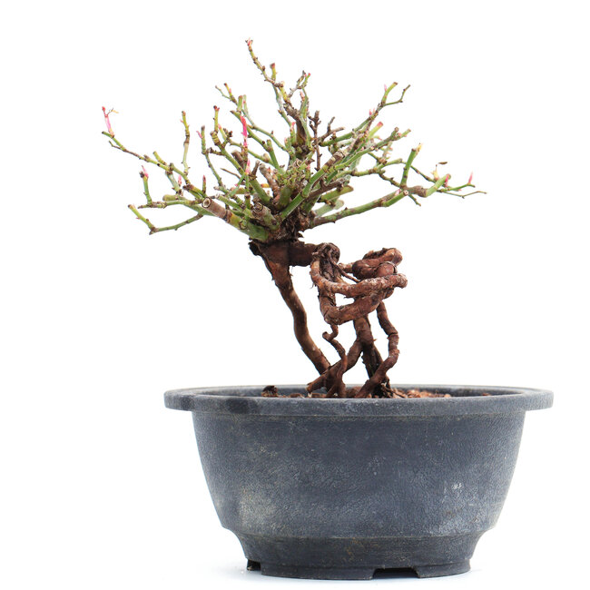 Rosa multiflora, 14 cm, ± 10 años