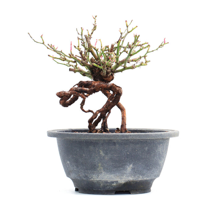 Rosa multiflora, 14 cm, ± 10 anni