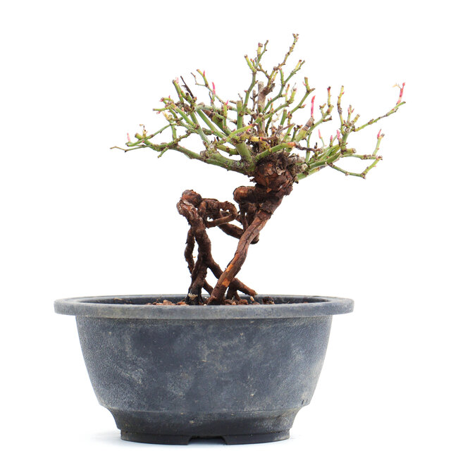 Rosa multiflora, 14 cm, ± 10 años