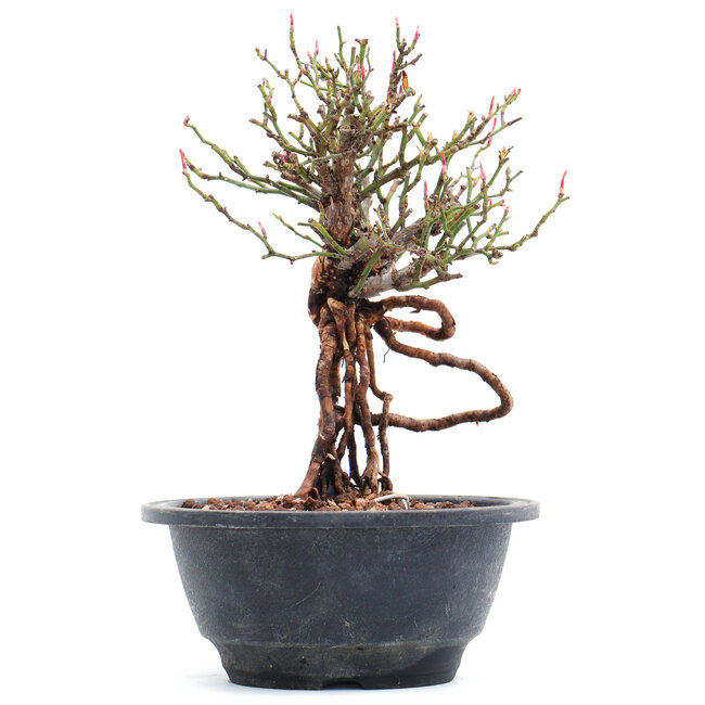 Rosa multiflora, 18,5 cm, ± 10 Jahre alt