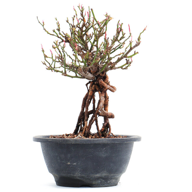 Rosa multiflora, 18,5 cm, ± 10 ans