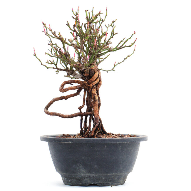 Rosa multiflora, 18,5 cm, ± 10 jaar oud