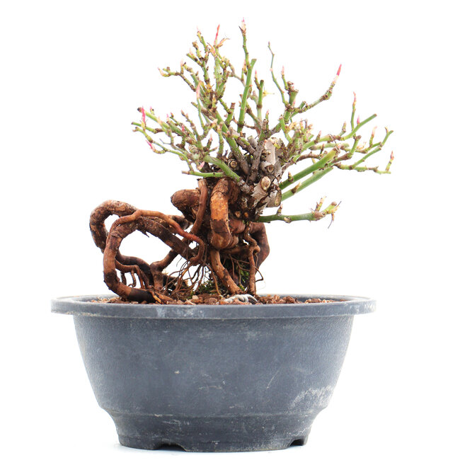 Rosa multiflora, 13 cm, ± 10 years old