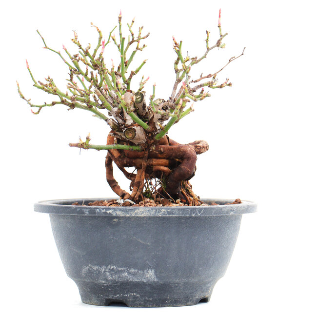 Rosa multiflora, 13 cm, ± 10 years old