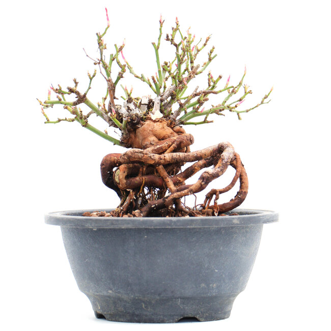 Rosa multiflora, 13 cm, ± 10 years old