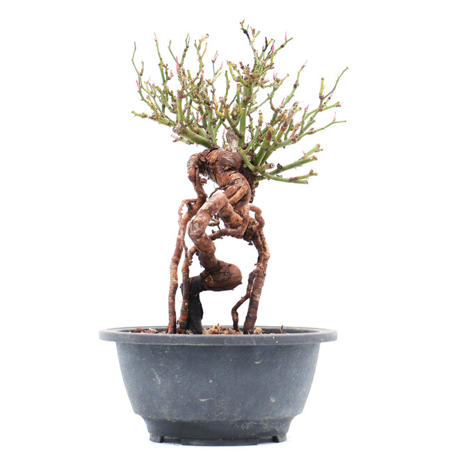 Rosa multiflora, 22 cm, ± 10 Jahre alt