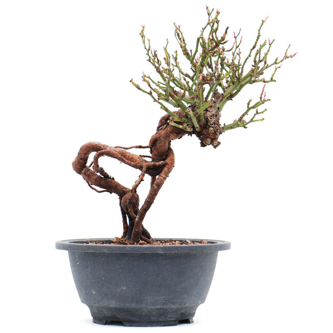 Rosa multiflora, 22 cm, ± 10 Jahre alt