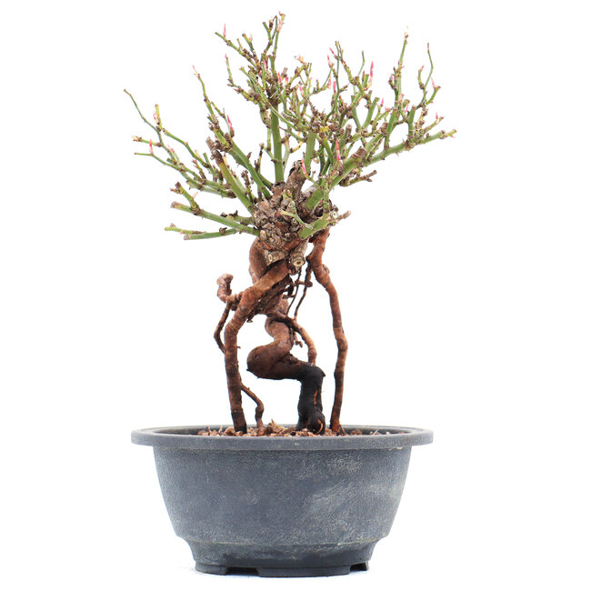 Rosa multiflora, 22 cm, ± 10 ans