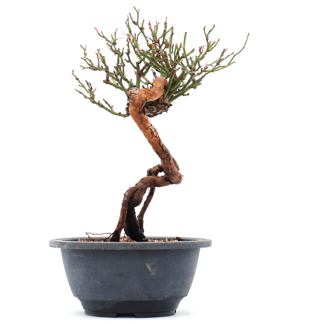 Rosa multiflora, 23 cm, ± 10 años