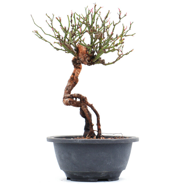 Rosa multiflora, 23 cm, ± 10 ans