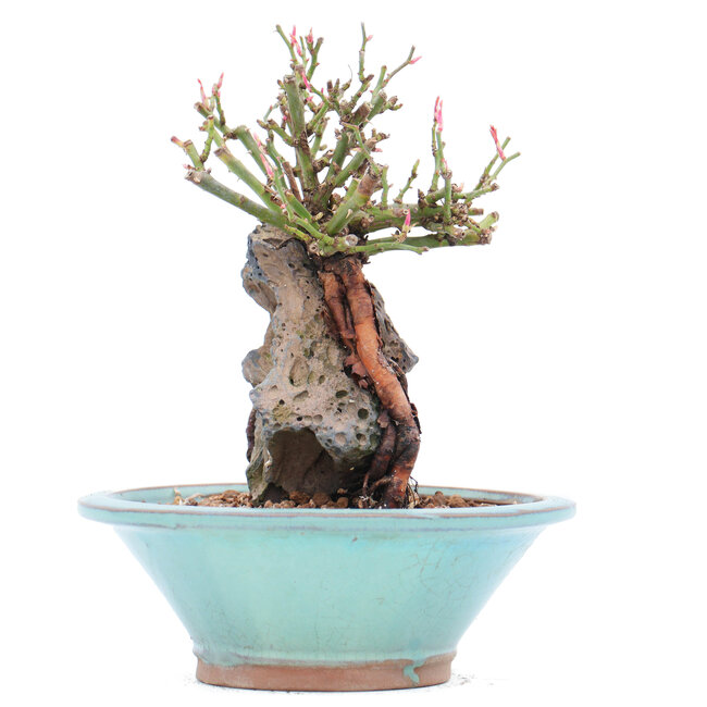 Rosa multiflora, 15 cm, ± 10 Jahre alt