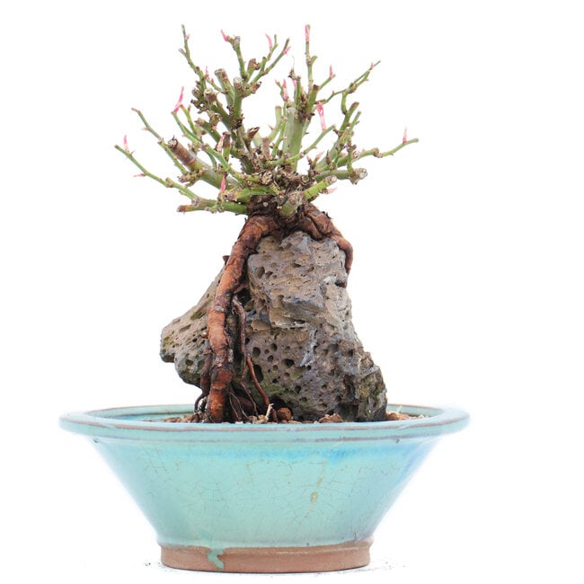 Rosa multiflora, 15 cm, ± 10 ans