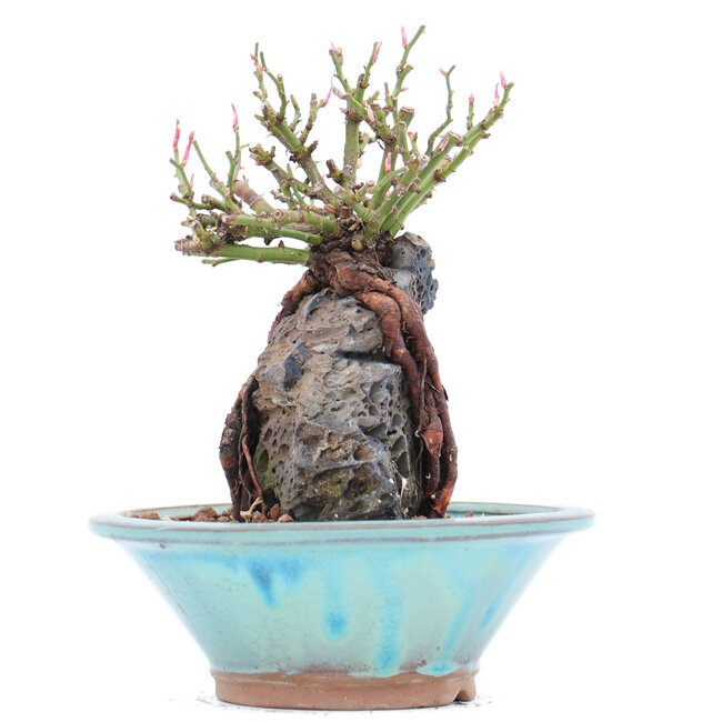 Rosa multiflora, 15 cm, ± 10 años