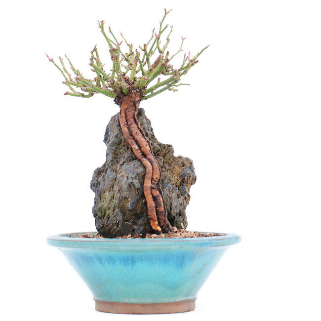 Rosa multiflora, 18 cm, ± 10 years old