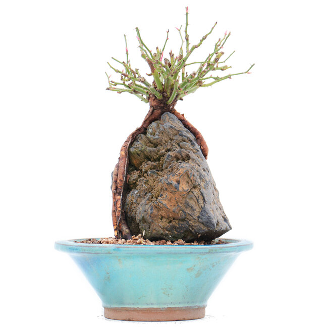 Rosa multiflora, 18 cm, ± 10 jaar oud