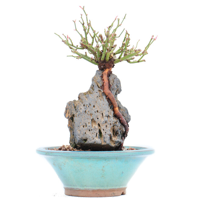 Rosa multiflora, 18 cm, ± 10 years old