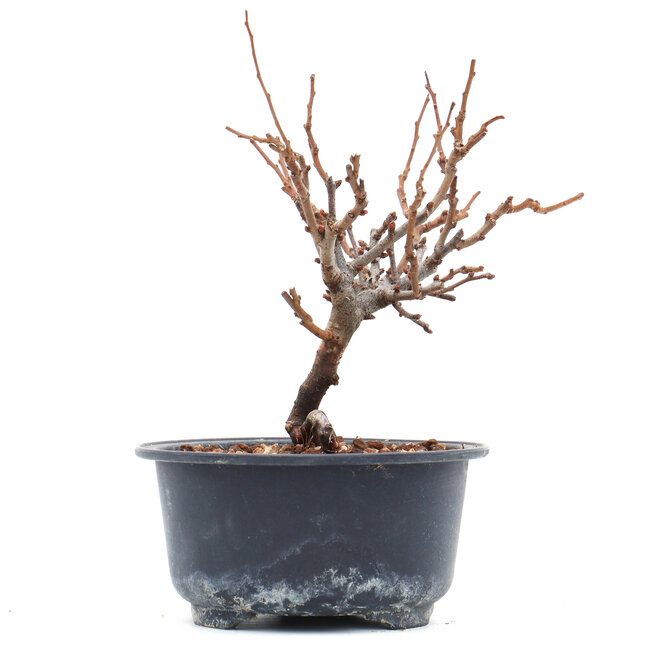 Chaenomeles speciosa, 14 cm, ± 10 Jahre alt