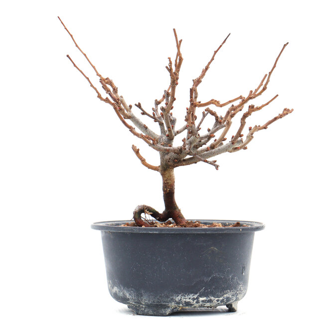 Chaenomeles speciosa, 14 cm, ± 10 years old