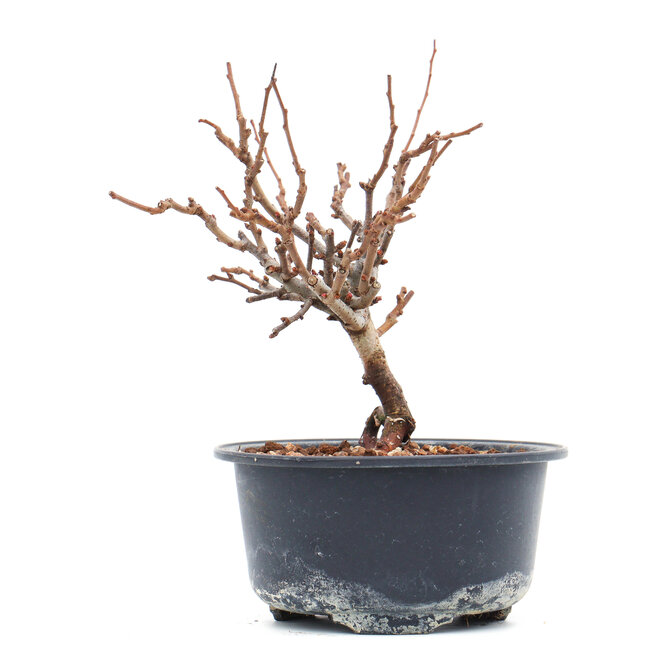 Chaenomeles speciosa, 14 cm, ± 10 years old