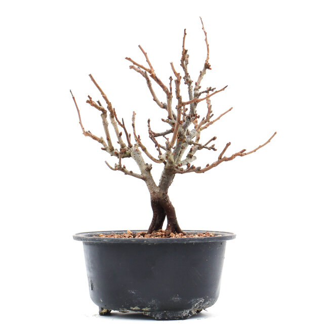 Chaenomeles speciosa, 15 cm, ± 10 Jahre alt