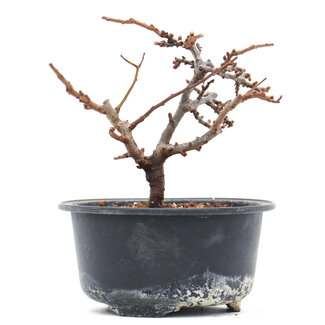 Chaenomeles speciosa, 11 cm, ± 10 years old