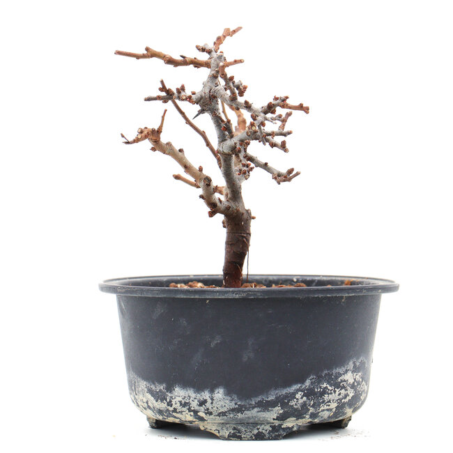 Chaenomeles speciosa, 11 cm, ± 10 years old