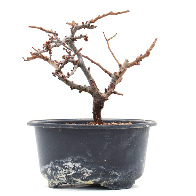 Chaenomeles speciosa, 11 cm, ± 10 ans