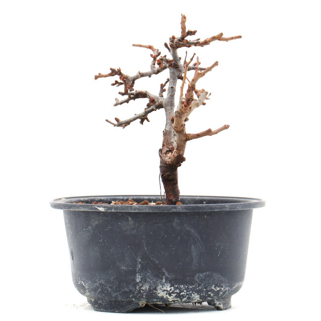 Chaenomeles speciosa, 11 cm, ± 10 años