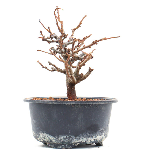 Chaenomeles speciosa, 13 cm, ± 10 years old